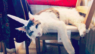 Amazon Inflatable Unicorn Horn For Cats Amazon Inflatable Unicorn Horn For Cats