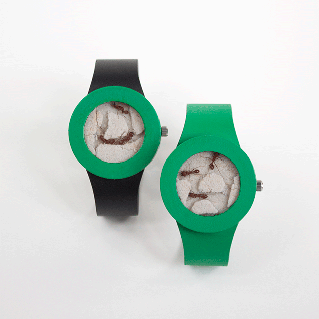 Ant Filled Watch