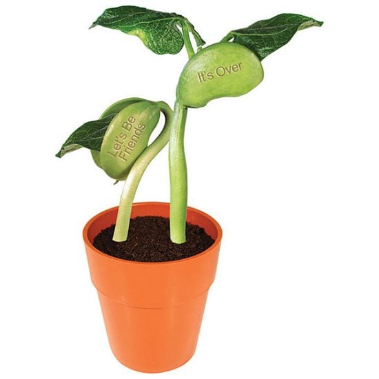 Breakup Bean Plant