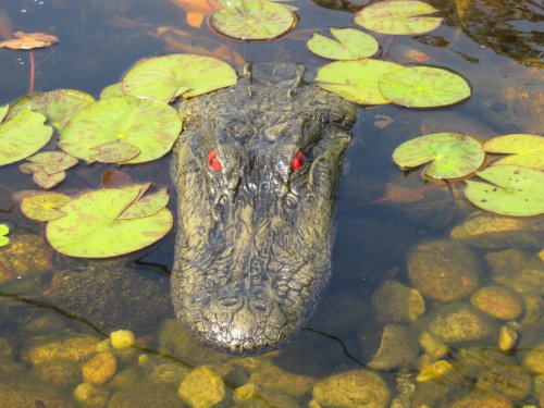 Decoy Alligator Head
