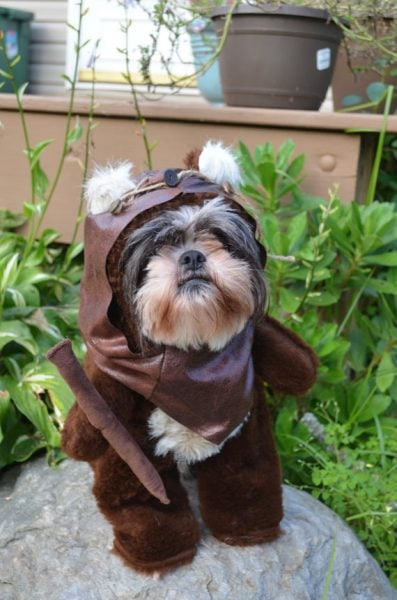 Dog Ewok Costume