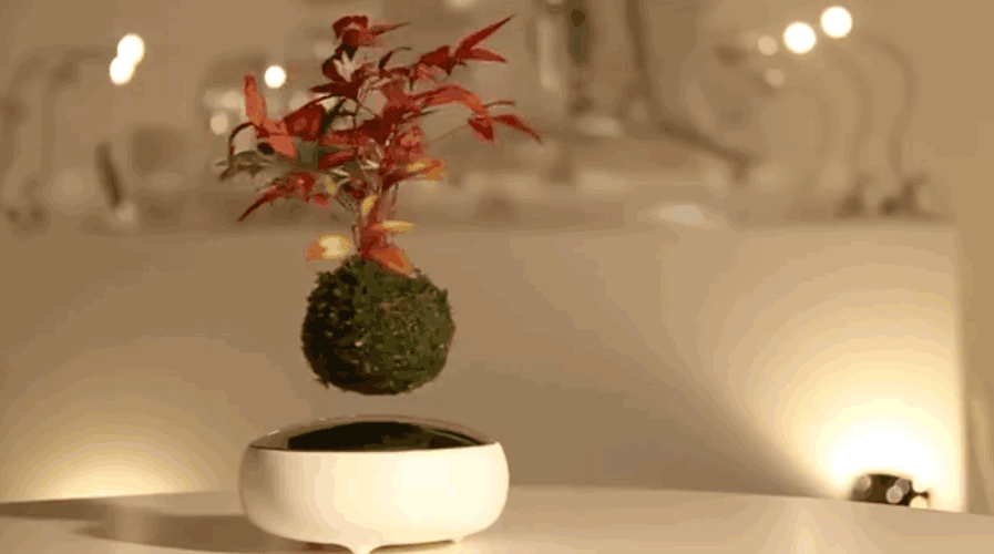 Levitating Bonsai Tree
