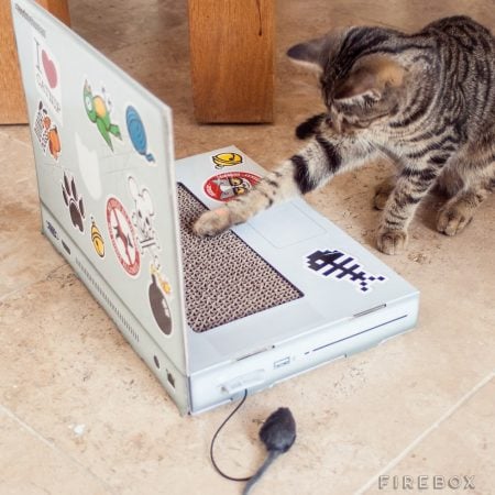 Cat Scratch Laptop