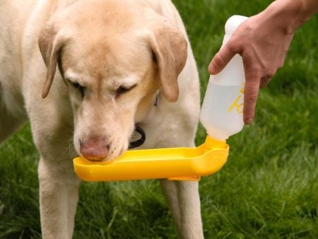 Water Bottle for Dog