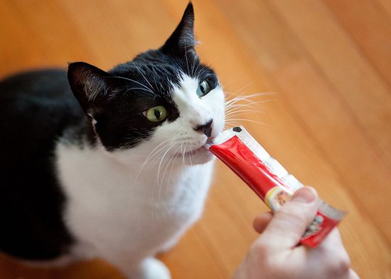 Squeeze Pops for Your Cat