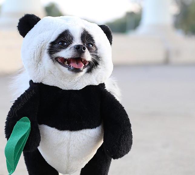 dog panda suit