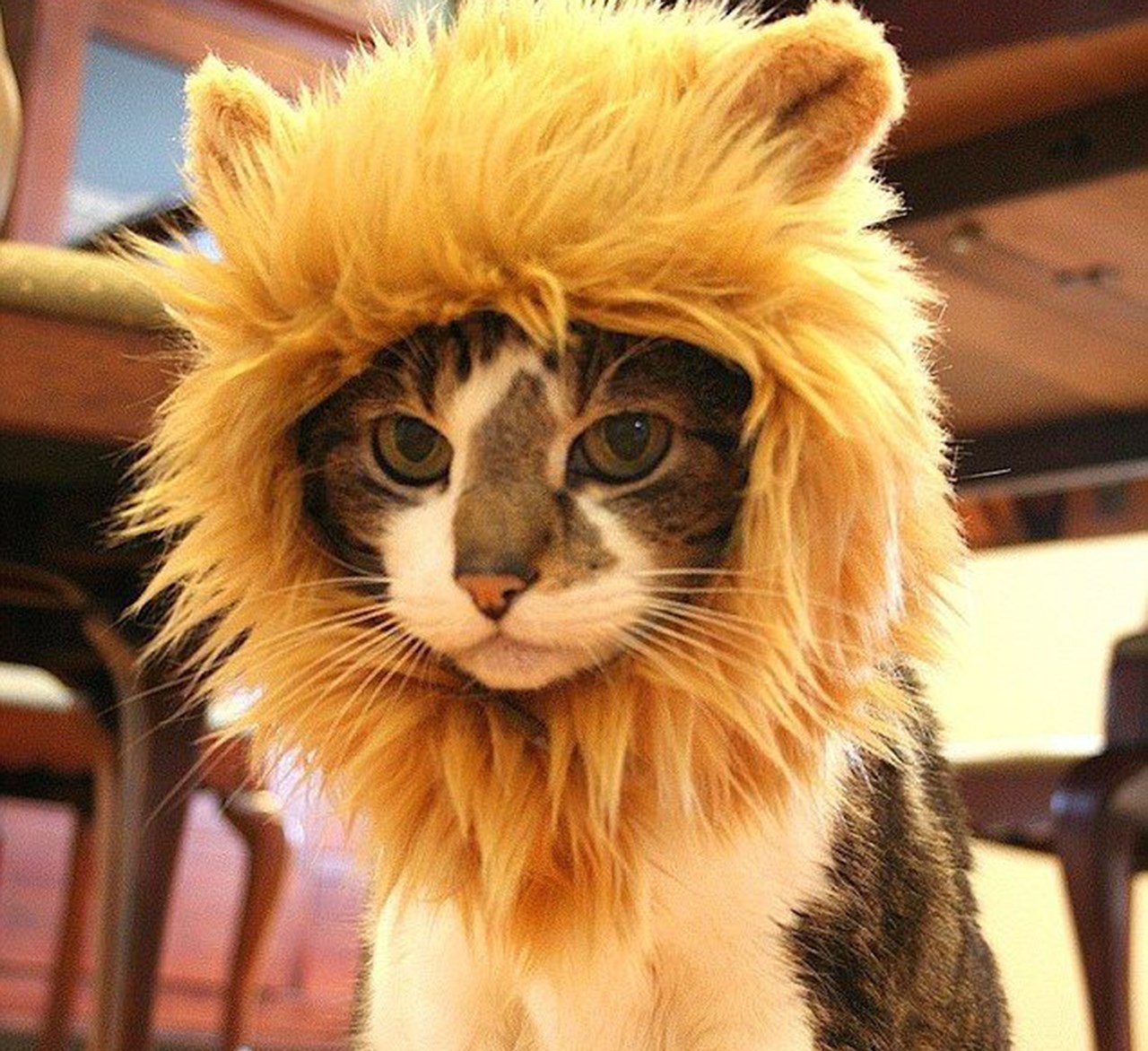 lion-cat-hat-2.jpg