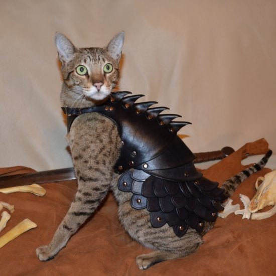Cat Battle Armor