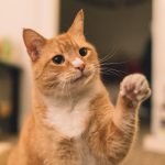 Gifts for Cats