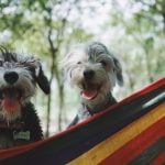Gifts for Pets