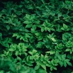 Yard & Garden Gifts