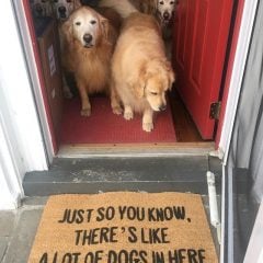 There's Like a Bunch of Dogs in Here Doormat