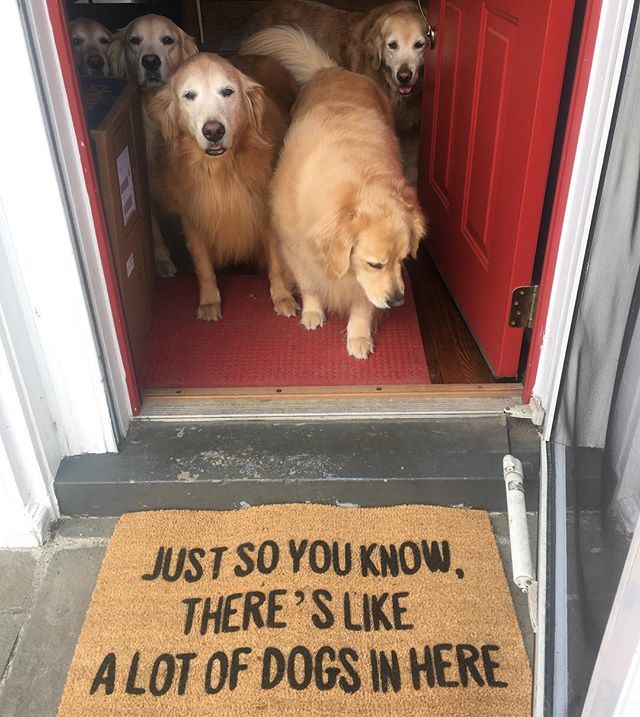 a Bunch of Dogs in Here Doormat