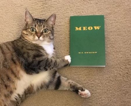 Meow The Book for Cats
