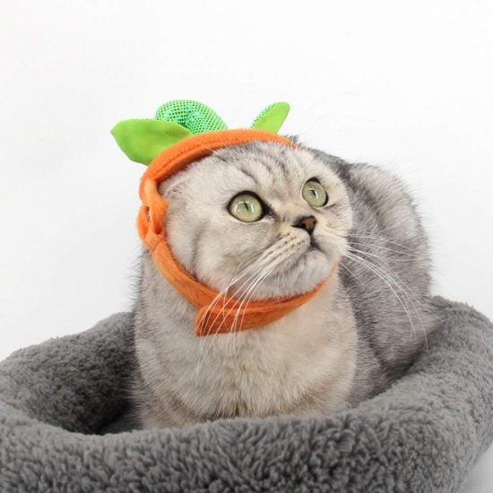 Cat Pumpkin Hat