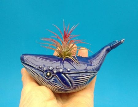 Small Whale Air Plant Holder