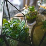 Cactus Gifts for Cacti Lovers