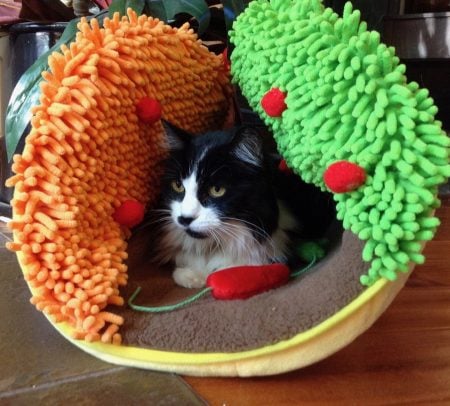 Taco Meow Cat Bed