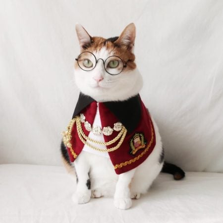Royal Prince Nobility Cape Cat Costume