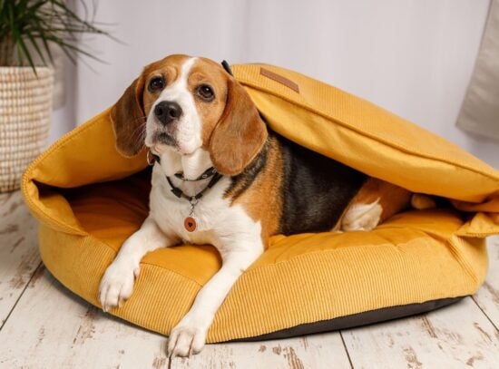 Cave Calming Dog Bed