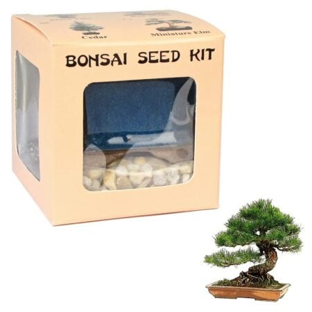 Black Pine Bonsai Seed Kit